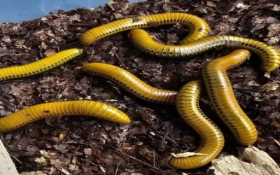 MILLIPEDE GIANT SPOTTED/ MILIPEDE GIANT SPOTTED